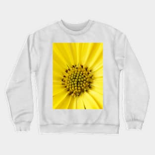 Osteospermum  &#39;Sunny Asti&#39;  African daisy  Sunny Series Crewneck Sweatshirt